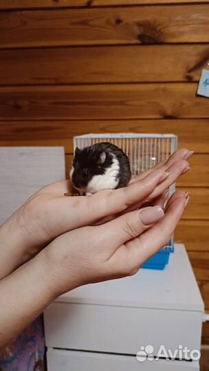 Джунгарский хомяк