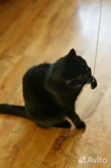 Кошке Алисе очень нужен человек