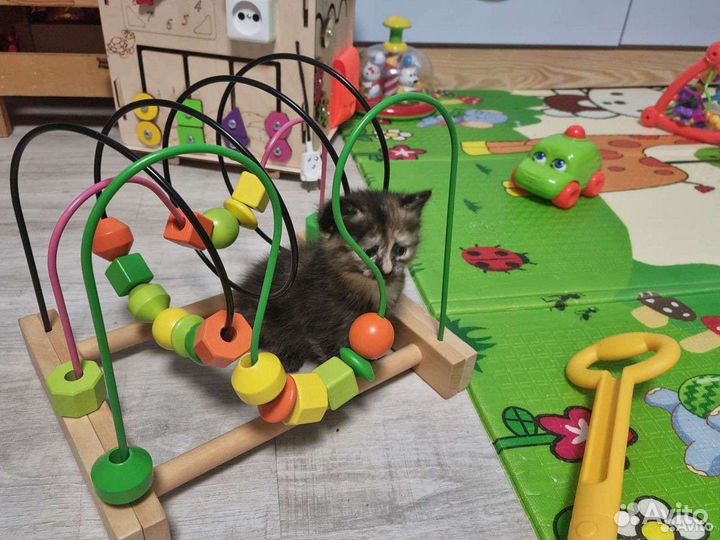 Отдам бесплатно