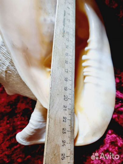 Огромная ракушка, Королевский стромбус