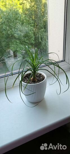 Нолина (Бутылочное дерево)