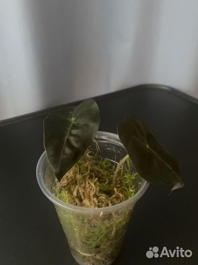 Дисхидия русифолия, сциндаптус сильвер эн