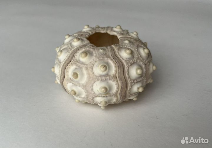 Панцирь морского ежа