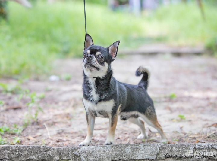 Чихуахуа вязка