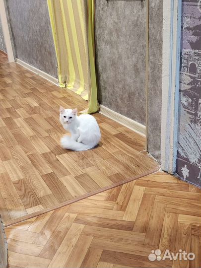 Отдам кошечку