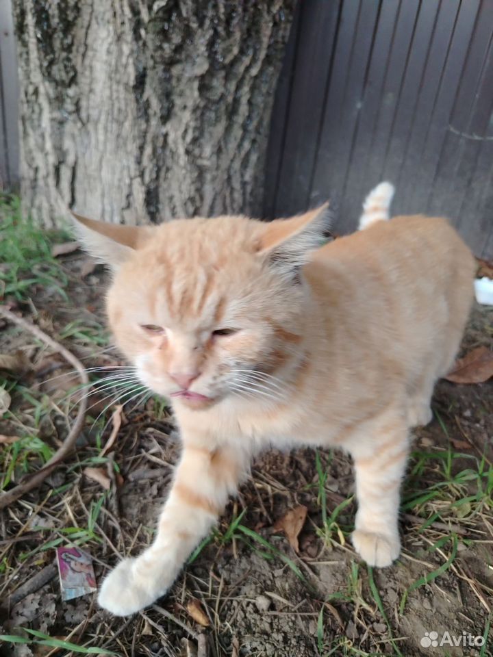 Котёнок в добрые руки, Краснодар