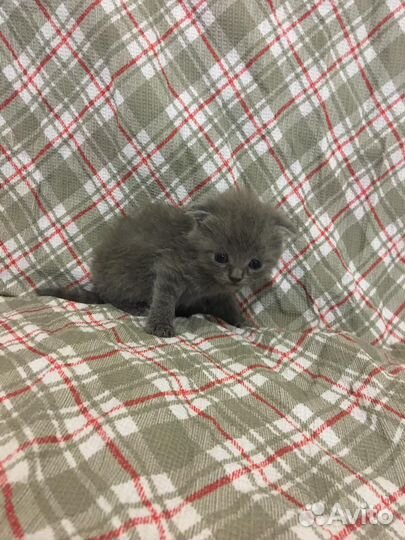 Британская