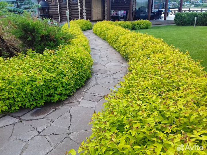 Пузыреплодник Лютеус