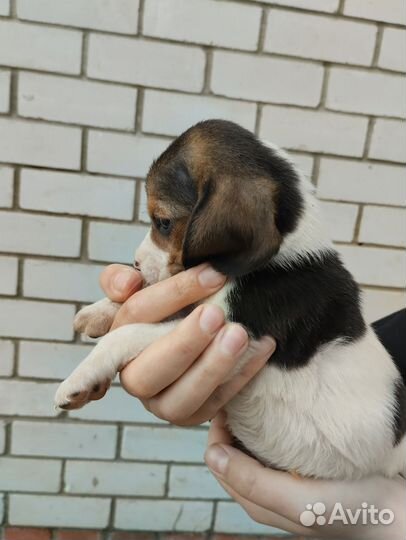 Щенки Бигль