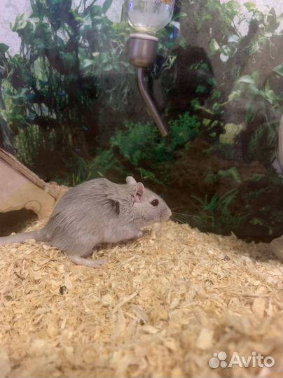 Песчанки в добрые руки