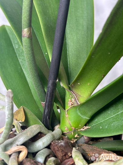 Орхидея фаленопсис бабочка