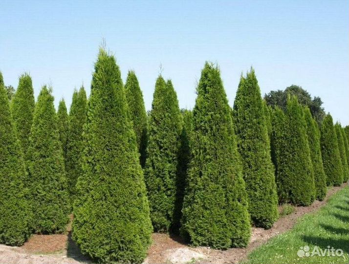 Туя 280 см