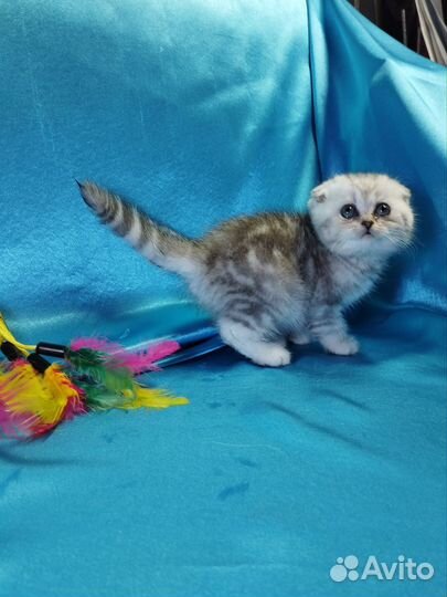 Шотландские котята. Фолд и Страйт