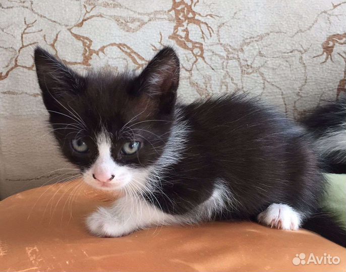 Кошка в дар бесплатно