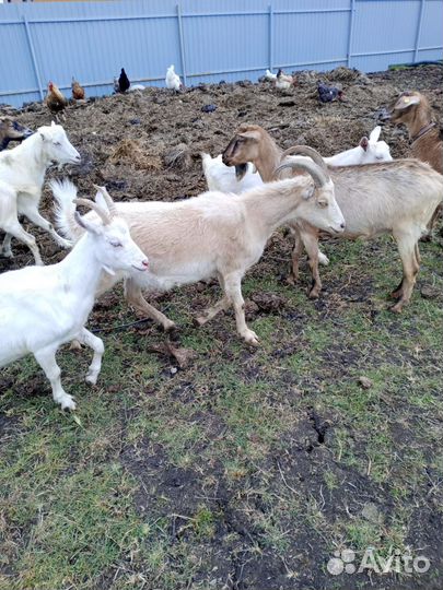 Навоз козий+коровий самовывоз