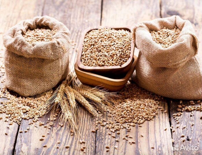 Пшеница ячмень овес отруби оптом с доставкой