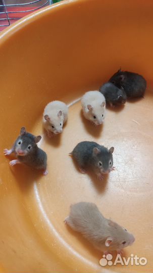 Сирийские хомячки малыши