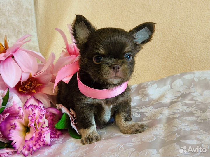 Щенки чихуахуа большой выбор окрасов