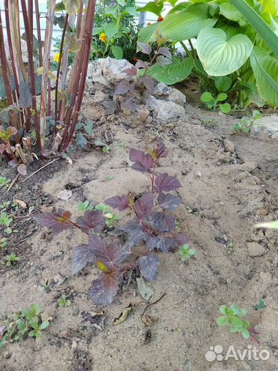 Пузыреплодник калинолистный