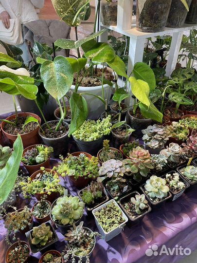 Растения на выставке -продаже цветов 22-23 марта