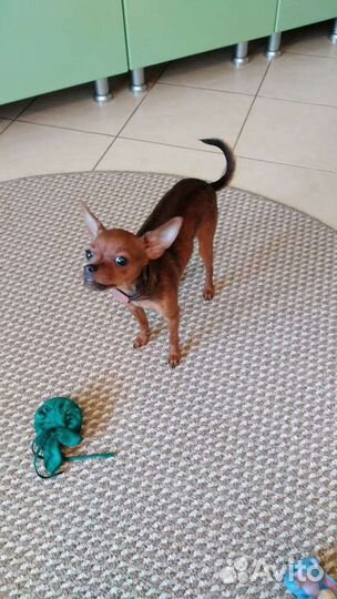 Русский той-терьер мини