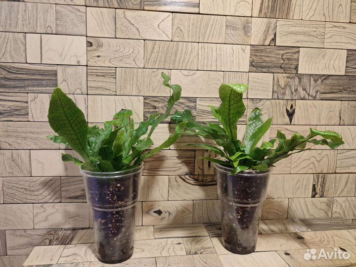 Папоротник микросорум