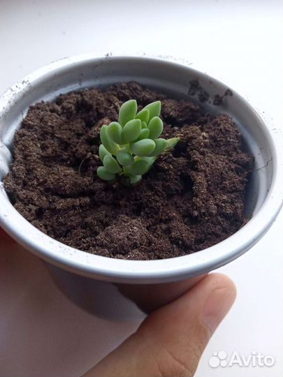 Очиток Моргана суккулент седум