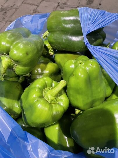 Перец болгарский