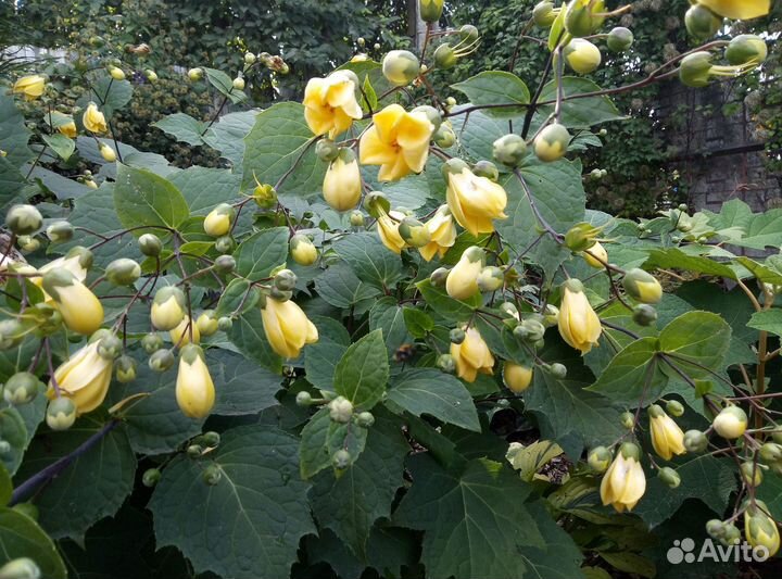 Амсония.дайнантэ. киренгешома