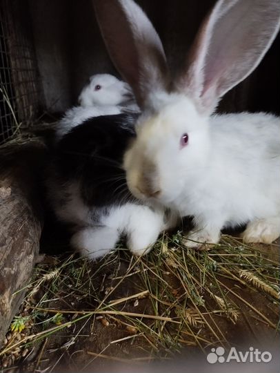 Кролики мясных пород