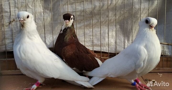 Продажа голубей