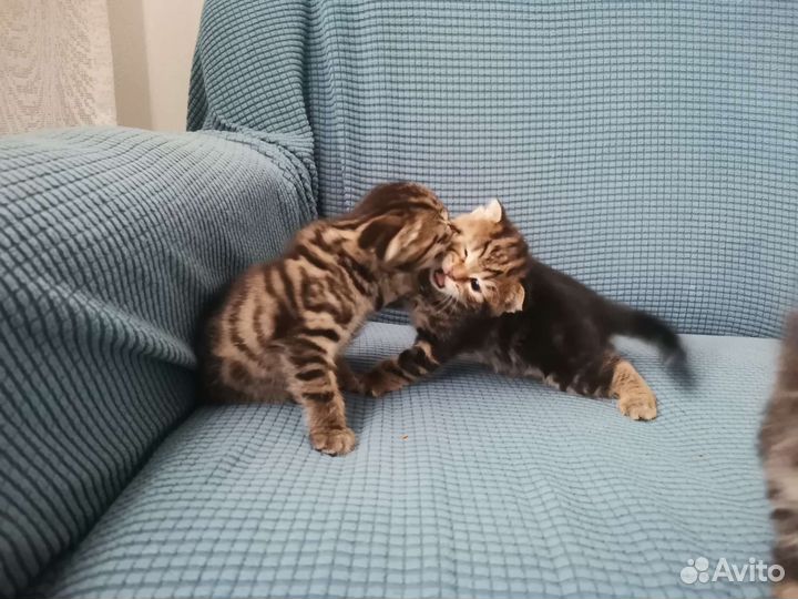 Пушистые бусанчики в добрые руки