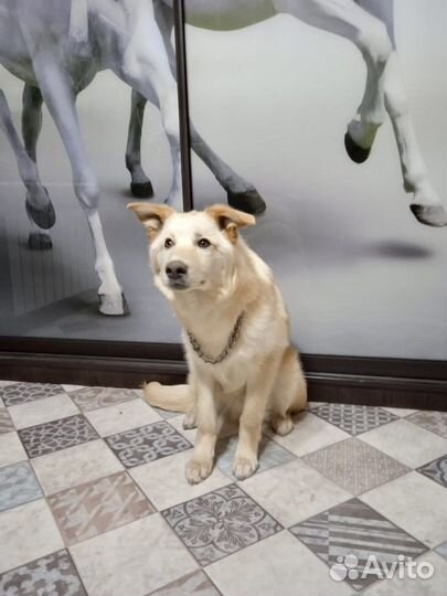 Собака в добрые руки