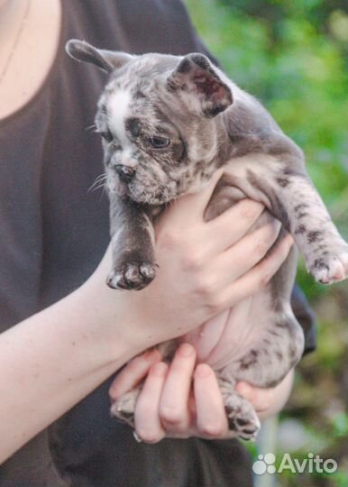 Французский бульдог