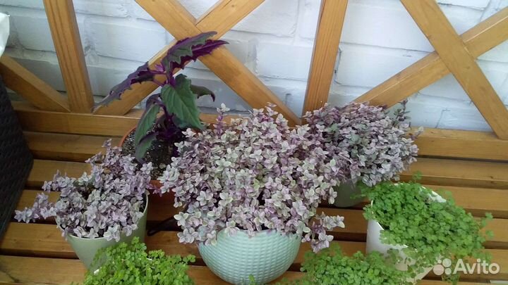 Каллизия и солейролия