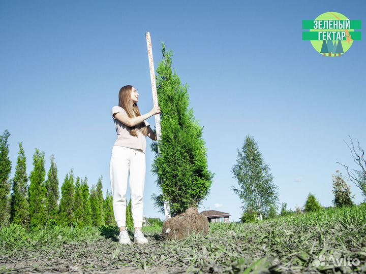 Туя колумна 160 см свежая копка 2023