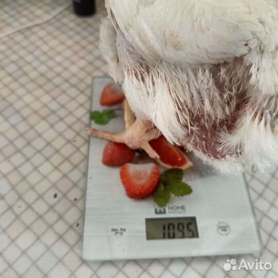 Цыплята бройлеры подрощенные, суточные