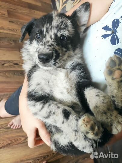 Щенята в добрые руки помесь