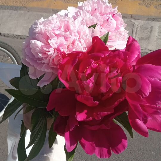 Дача 25 м² на участке 3 сот.