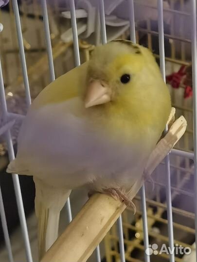 Продам кенора канарейку
