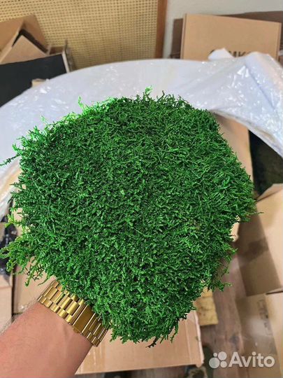 Плоский мох стандарт