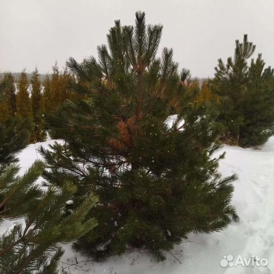 Сосна Норвежская 3-4м крупномеры