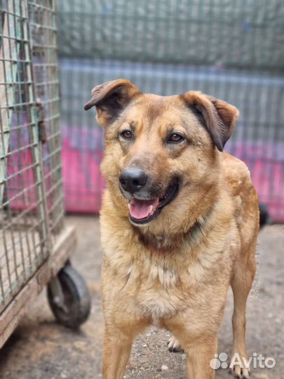 Спасите собачку Кози из приюта