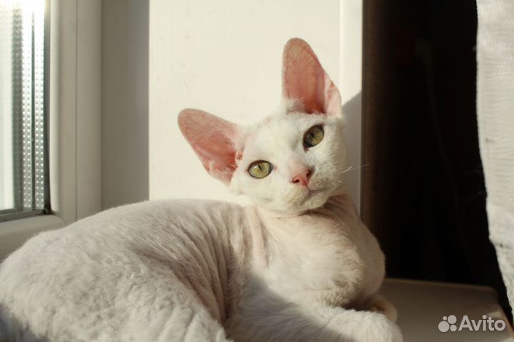 Девочка девон-рекс, белая кошечка