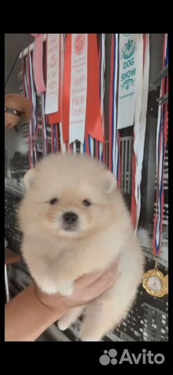 Шпицемишки девочки