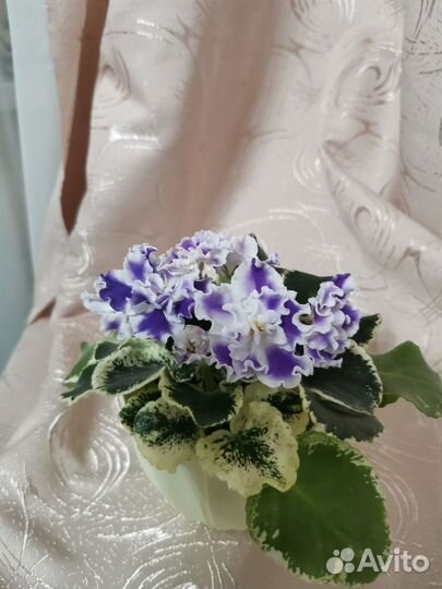 Детки фиалок