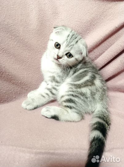 Вислоухие коты