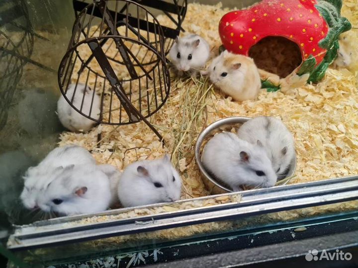 Хомяк джунгарский ручной, разные окрасы