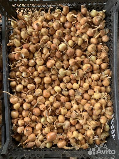 Лук семейный (шалот) на посадку