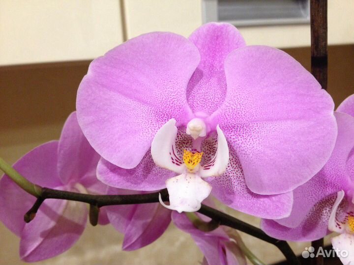 Орхидея фаленопсис (не цветёт)